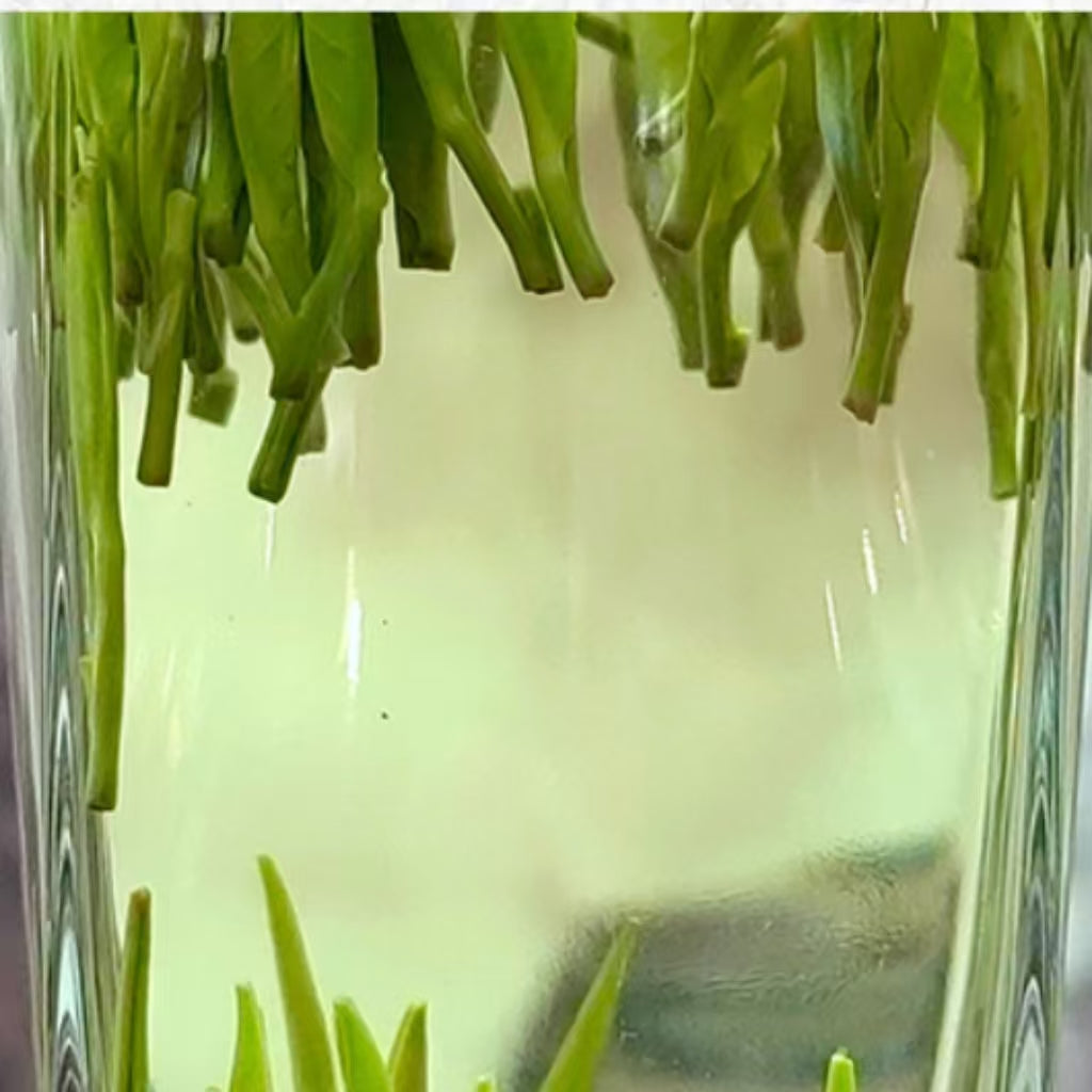 Fouramazingtea Queshe green tea Chinese Premium Green tea high quality luxury top ten chinese famous tea