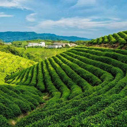 Fouramazingtea-milk oolong tea Healthy Natural tea fragrance ecological tea