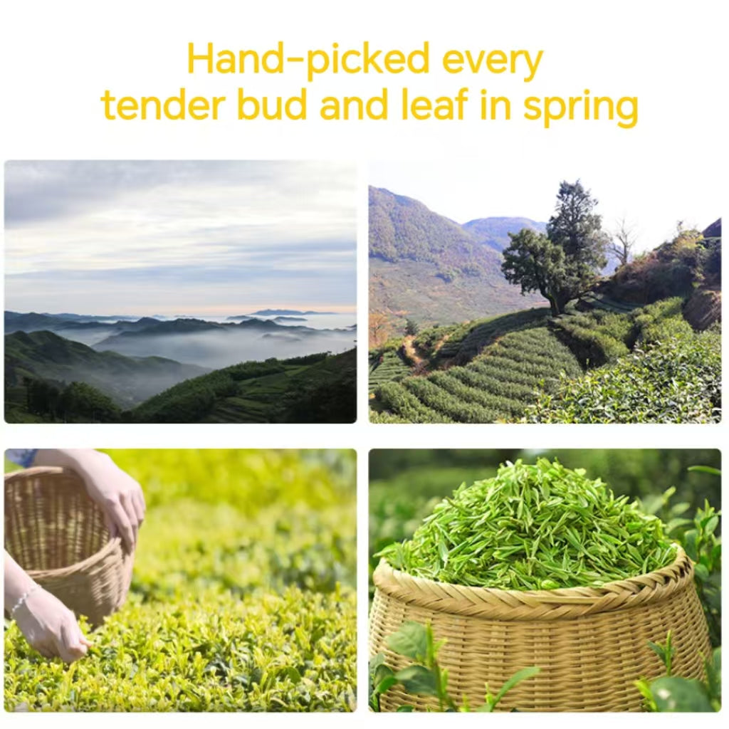 Fouramzingtea Green Tea|Premium Dragon Well tea Longjing tea  Loose Leaves Ecologically Grown Refreshingly Aromatic