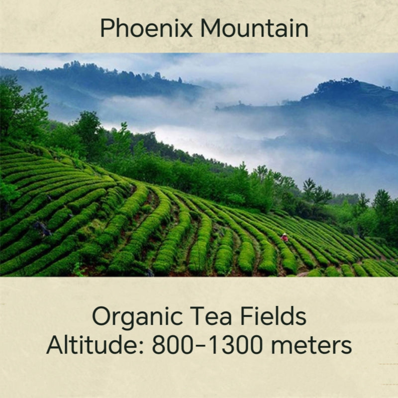 Fouramzingtea Dancong Oolong | Duck Shit(Nick Name)Phoenix Mountain Tea Roasty Perfume Tea Hot & Iced Brew Loose Leaf Feng Huang Dan Cong