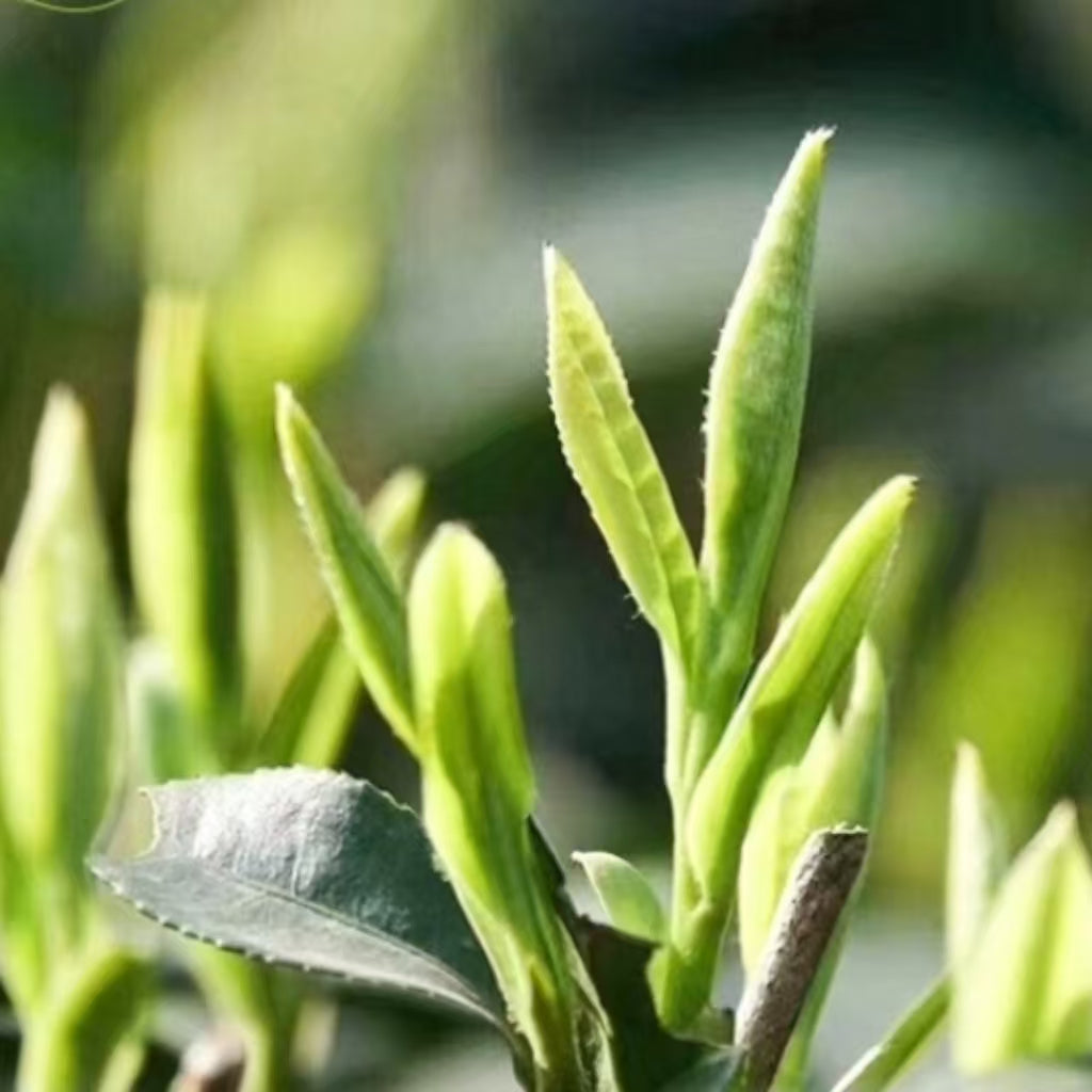 Fouramazingtea Queshe green tea Chinese Premium Green tea high quality luxury top ten chinese famous tea