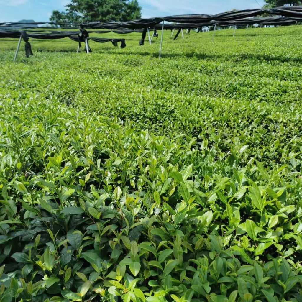 Fouramazingtea EU Standard matcha Health Natural Product Green Tea Matcha premium chinese matcha