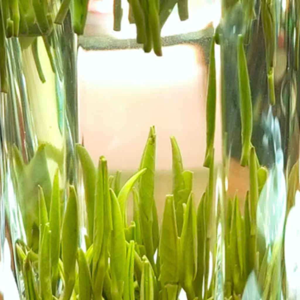 Fouramazingtea Queshe green tea Chinese Premium Green tea high quality luxury top ten chinese famous tea