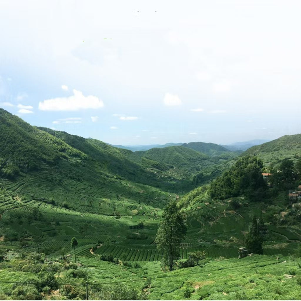 Fouramzingtea Green Tea|Premium Dragon Well tea Longjing tea  Loose Leaves Ecologically Grown Refreshingly Aromatic