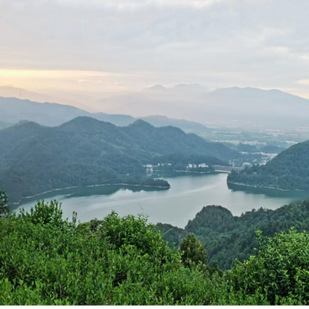 Sample Fouramazingtea Anji Baicha Anji White Tea Origin China Ecological Tea Garden Best Taste Chinese Good Tea Pure Natural Green Tea