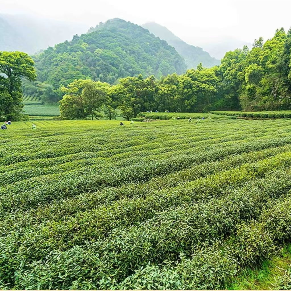 Fouramazingtea Queshe green tea Chinese Premium Green tea high quality luxury top ten chinese famous tea