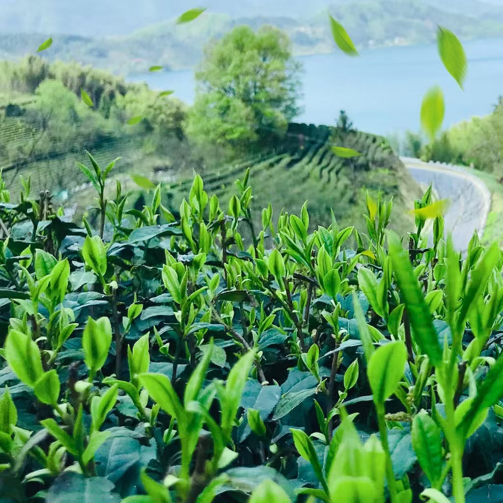 Fouramazingtea New Tea Lu′an Guapian Spring Tea Green Tea Lu′an Guapian Bulk Tea Organic Green Tea Super grade
