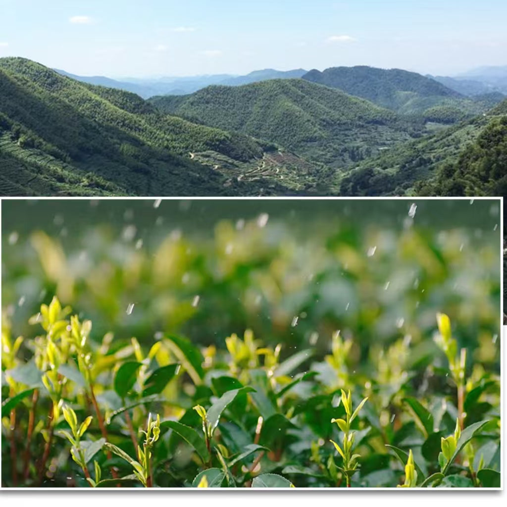Fouramzingtea Green Tea｜Premium Dragon Well tea Longjing tea  Loose Leaves Ecologically Grown Refreshingly Aromatic